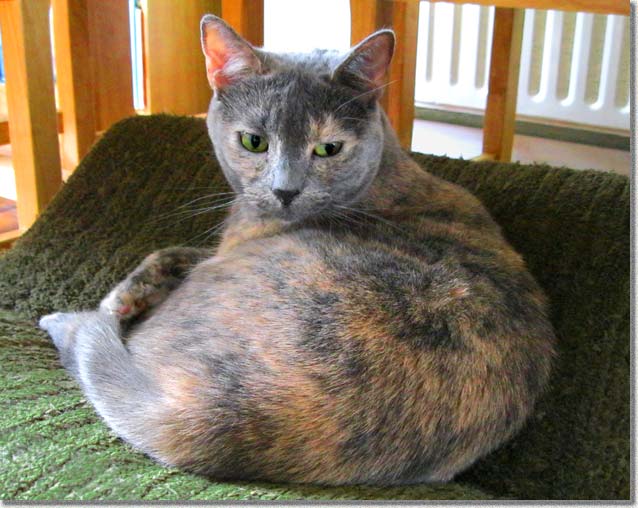 くつろぐ半野生猫